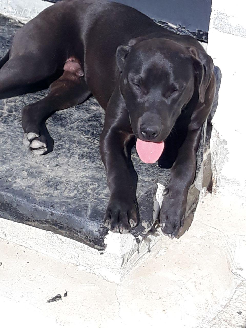 Photo of the dog