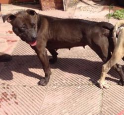 Photo of the dog
