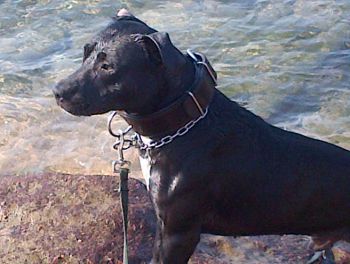 Photo of the dog
