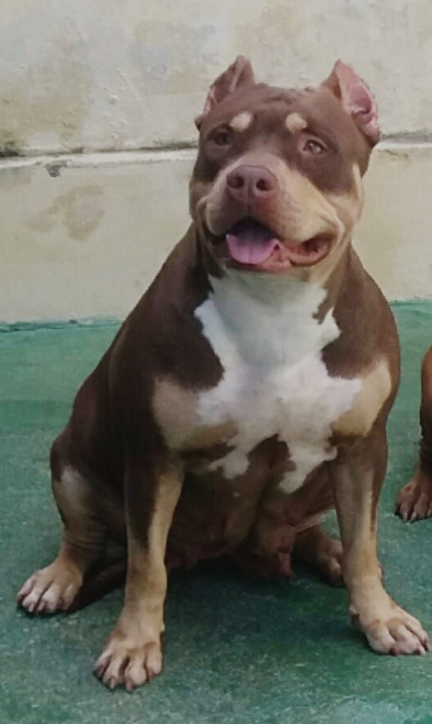 Photo of the dog
