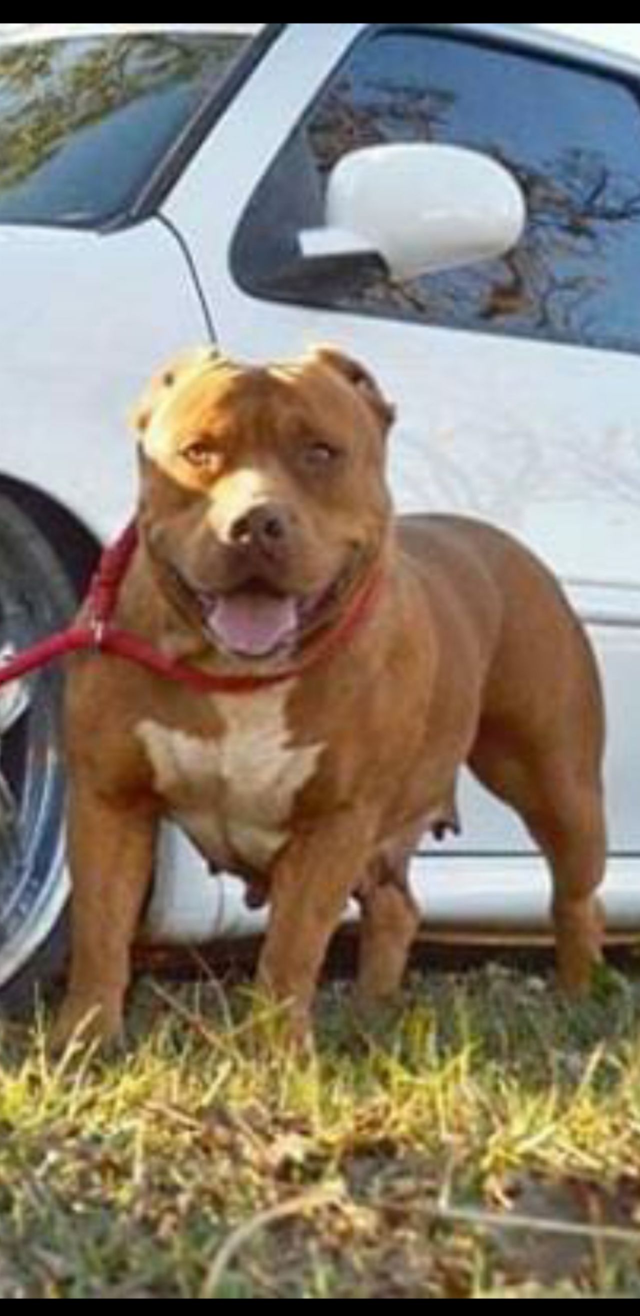 Photo of the dog