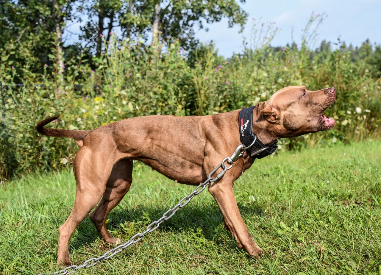 Photo of the dog