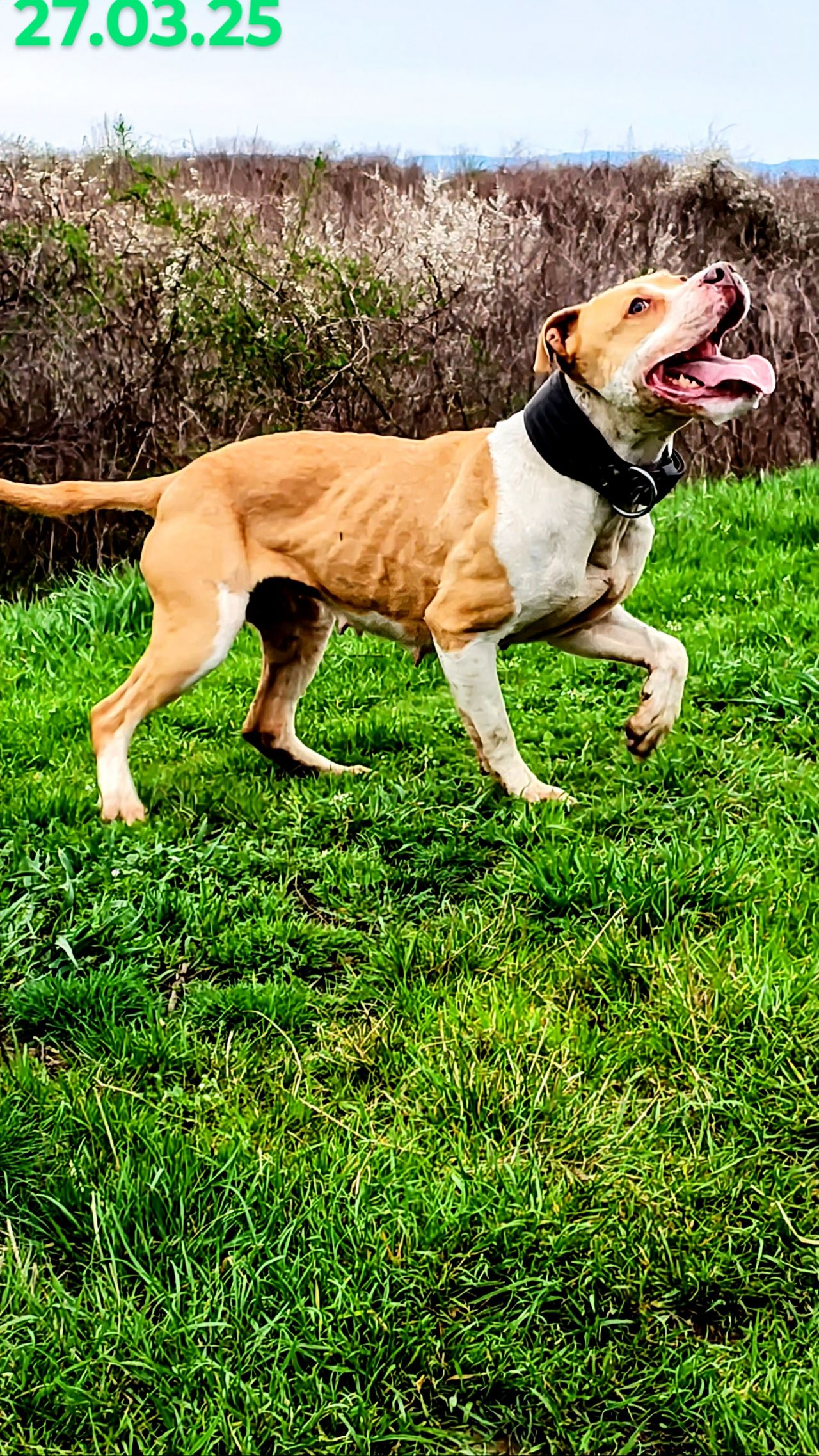 Photo of the dog