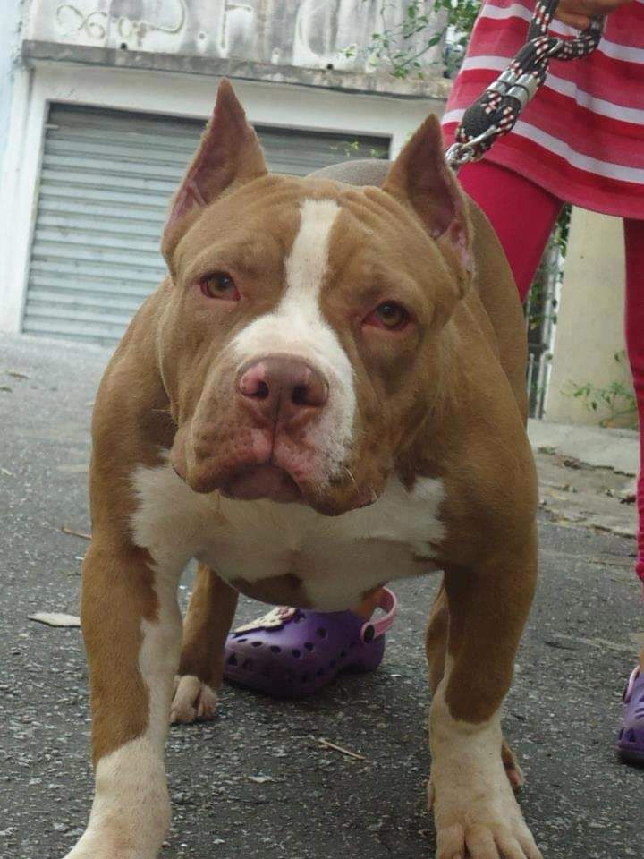 Photo of the dog