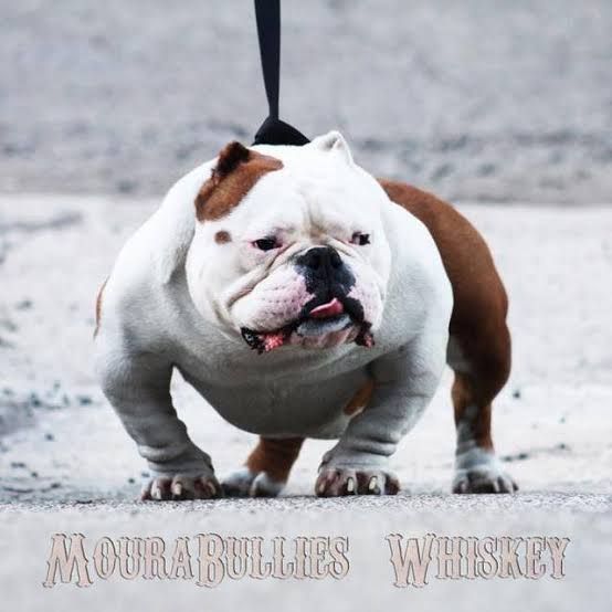 Photo of the dog