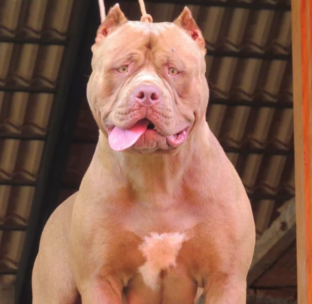Photo of the dog