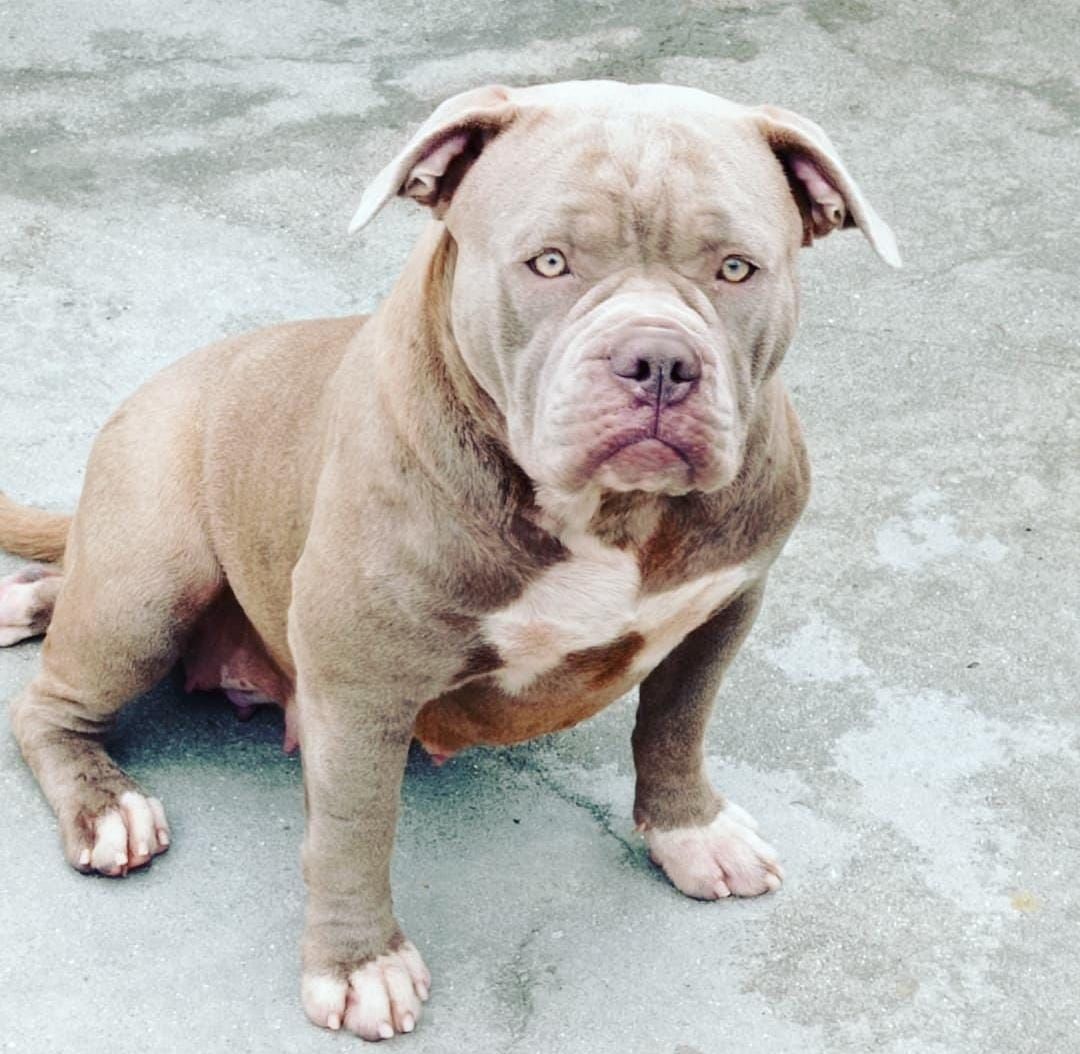 Photo of the dog