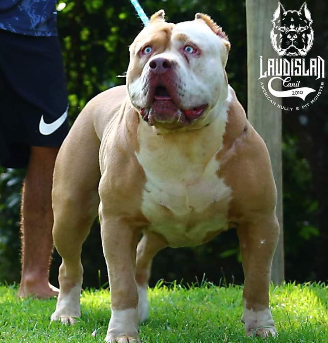 Photo of the dog
