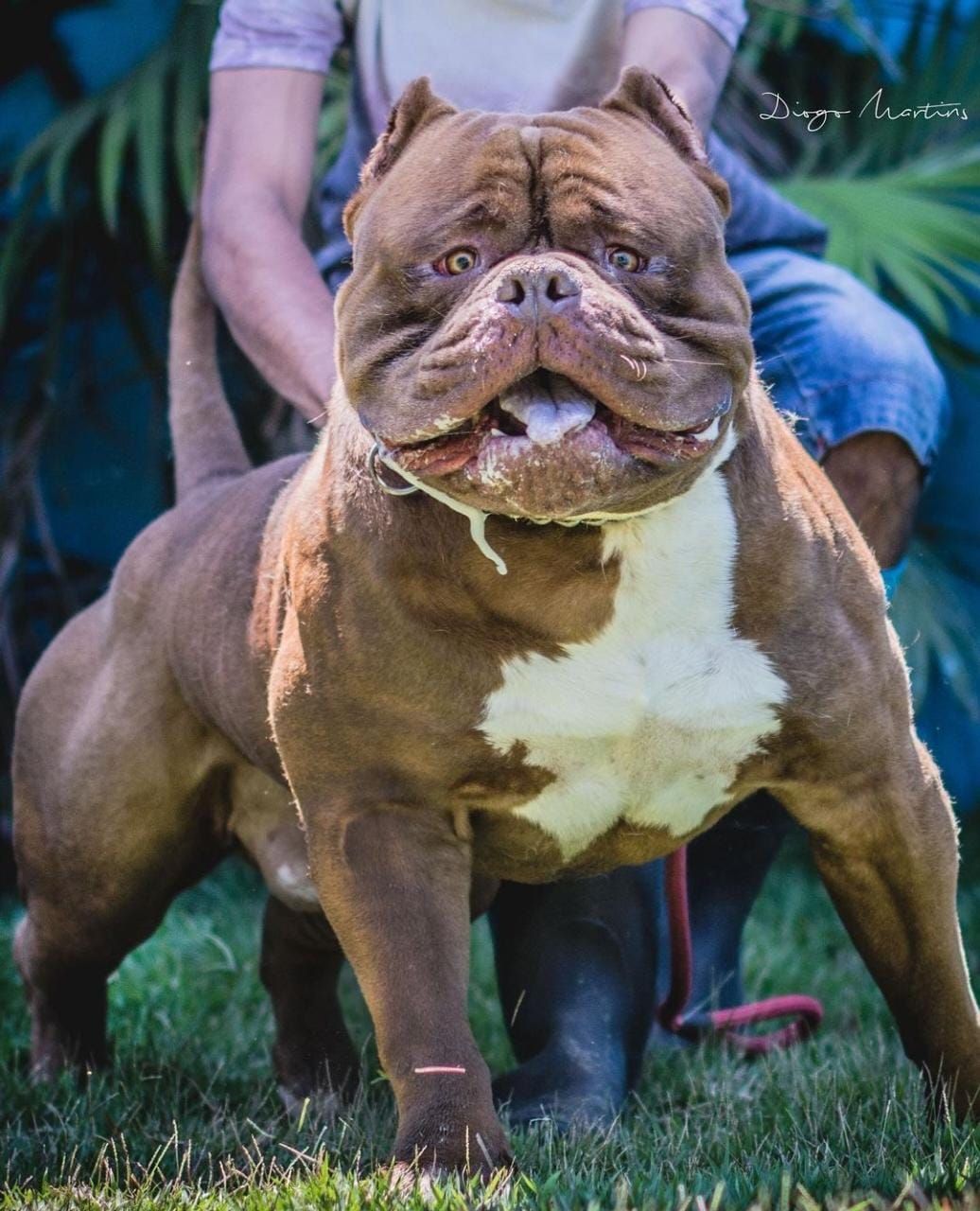 Photo of the dog