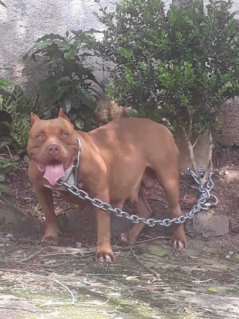 Photo of the dog