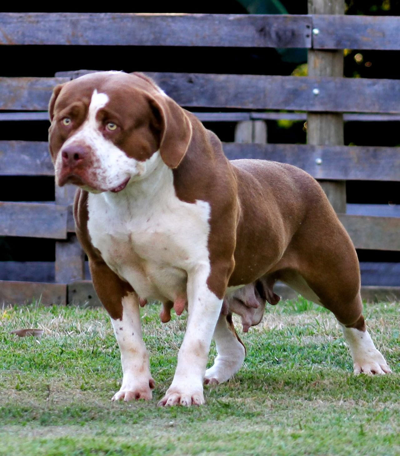 Photo of the dog