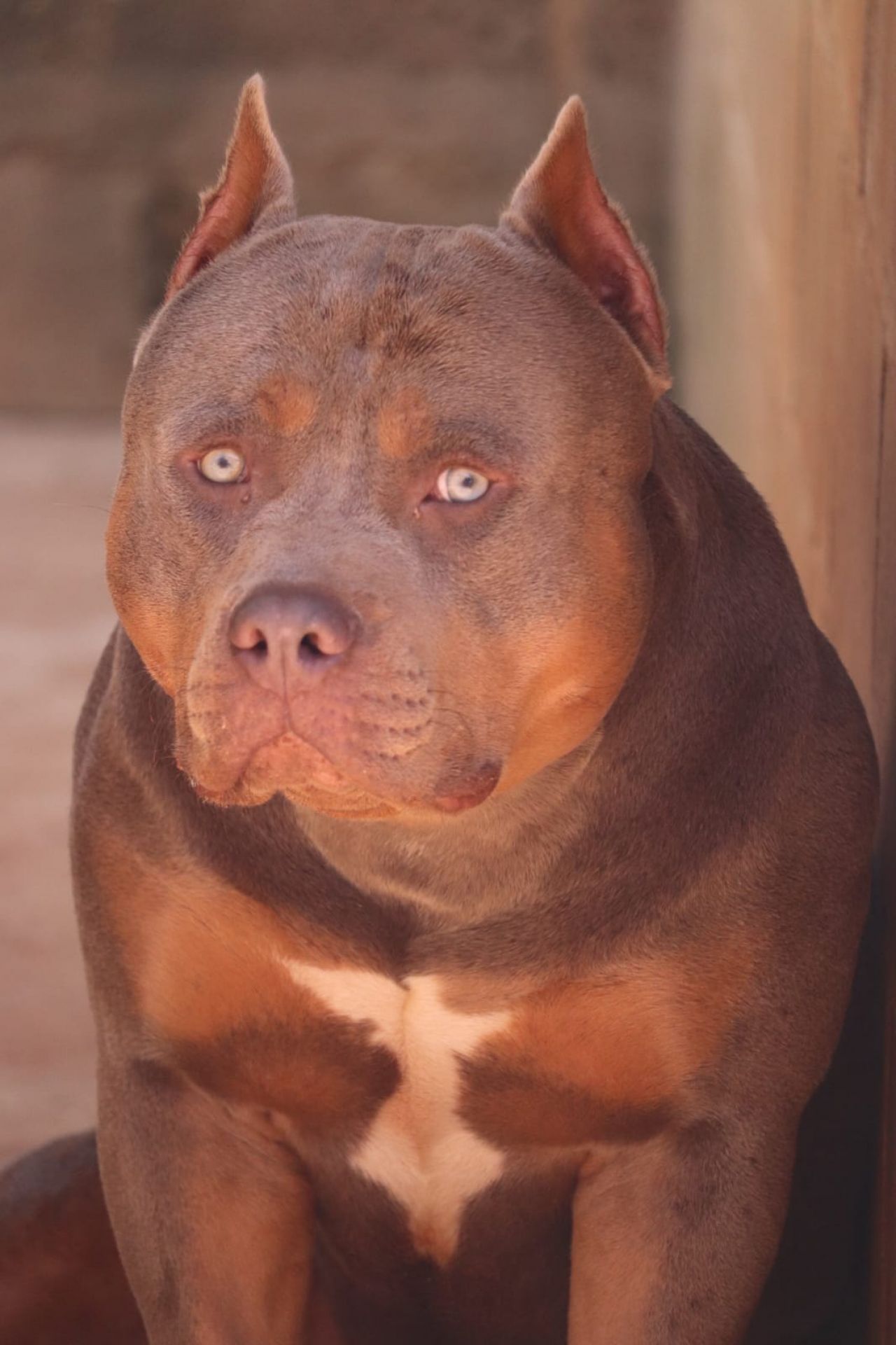 Photo of the dog