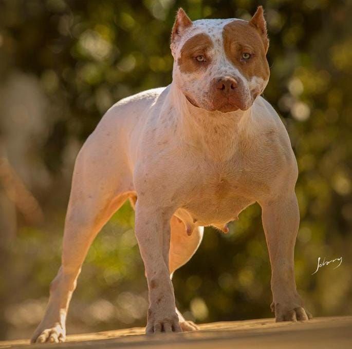 Photo of the dog
