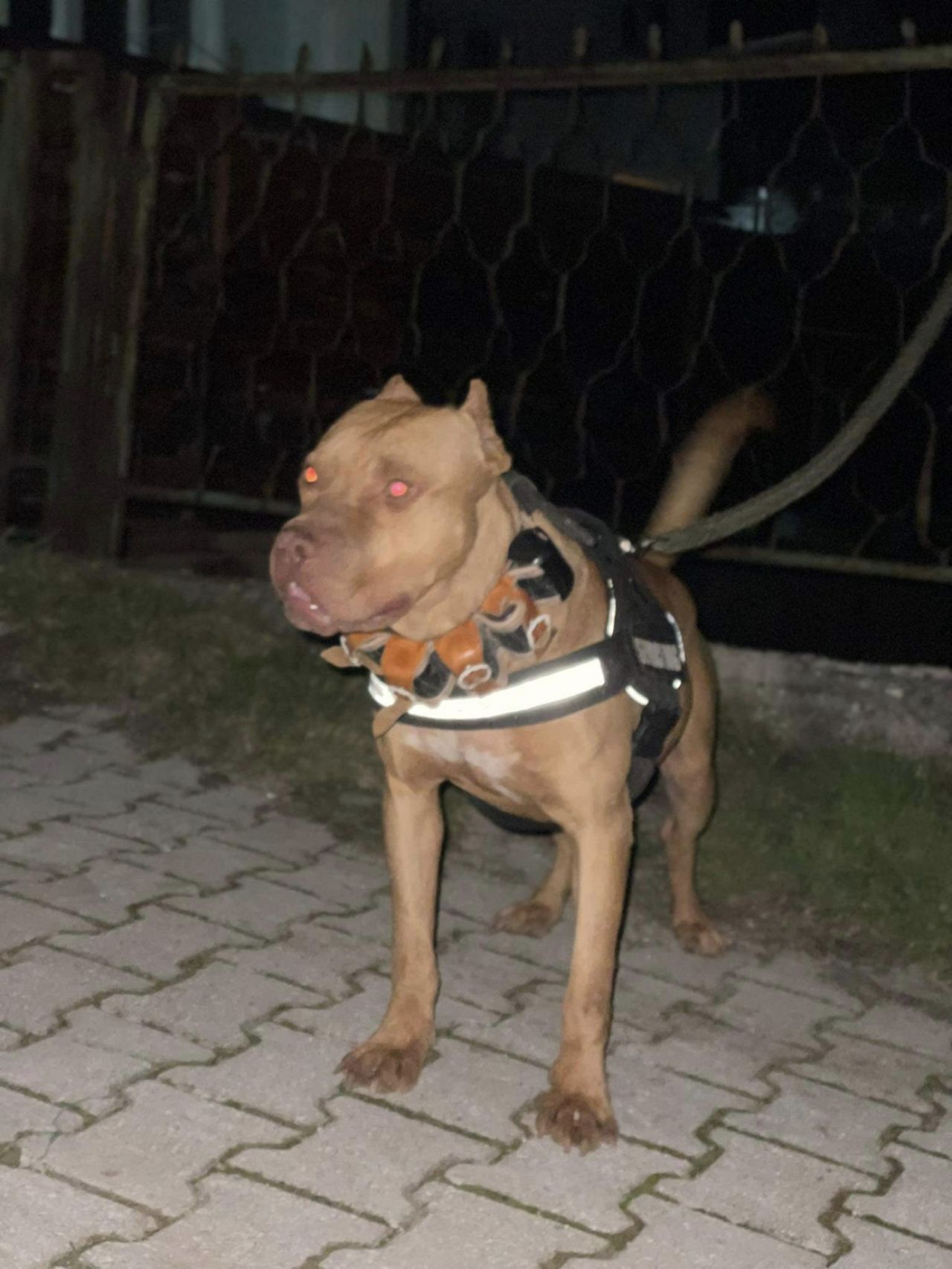 Photo of the dog