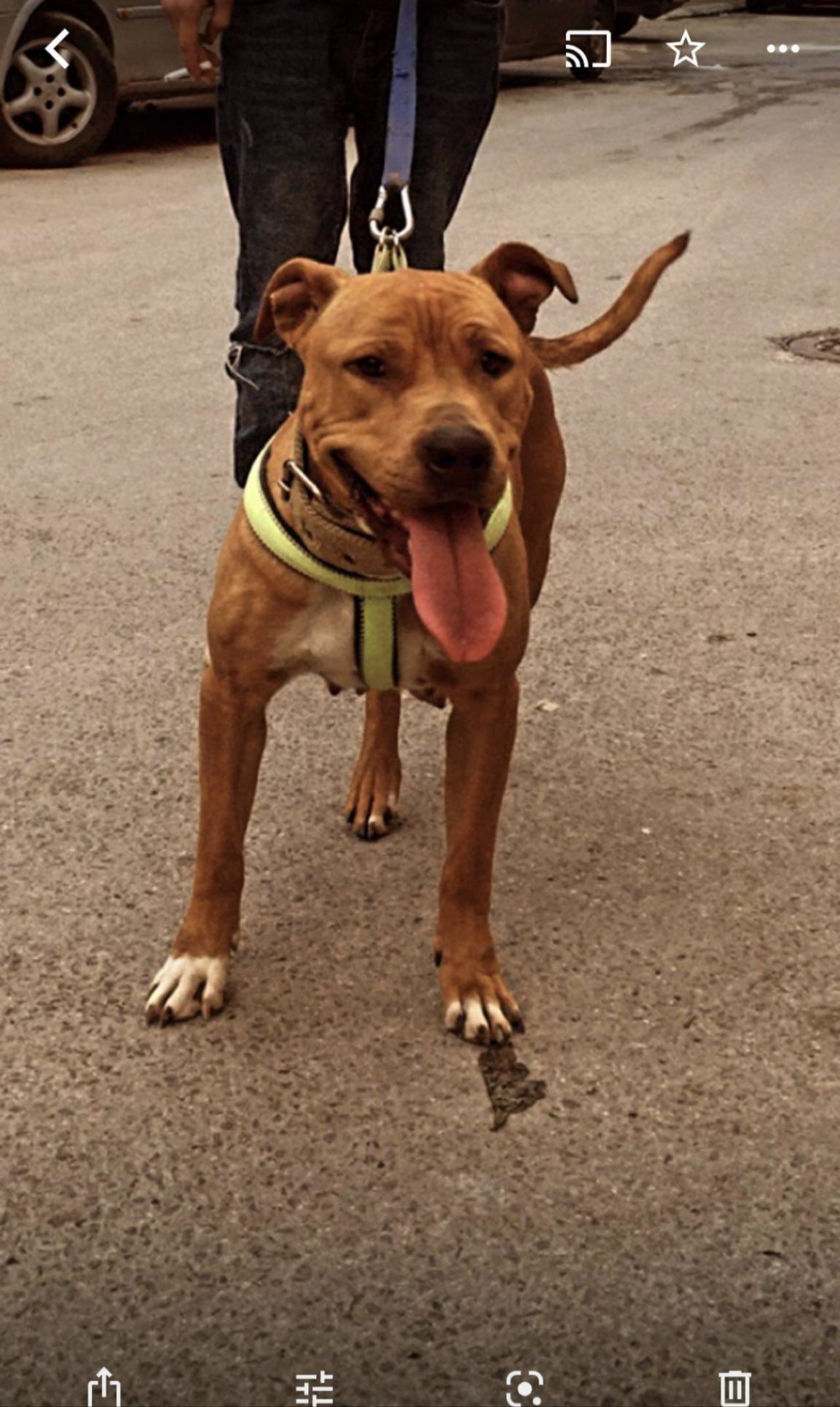Photo of the dog