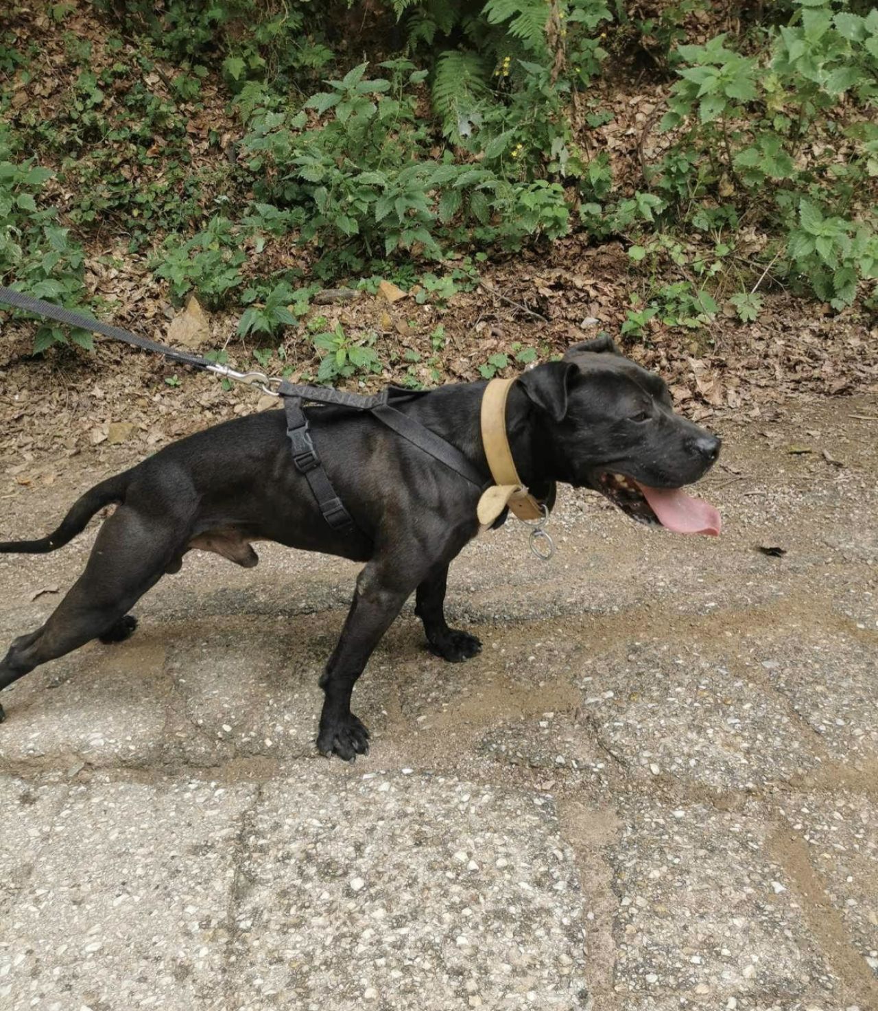 Photo of the dog