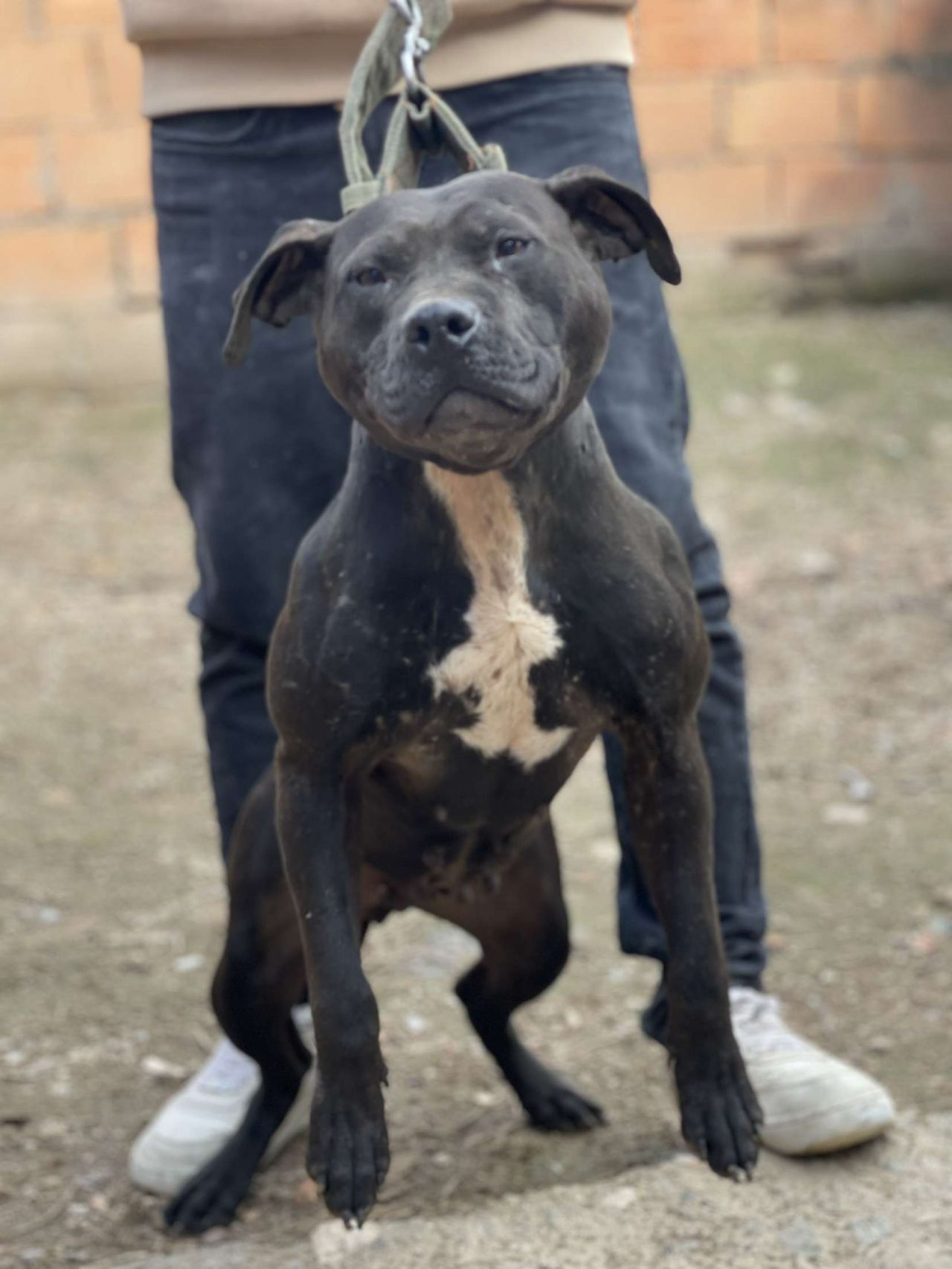 Photo of the dog