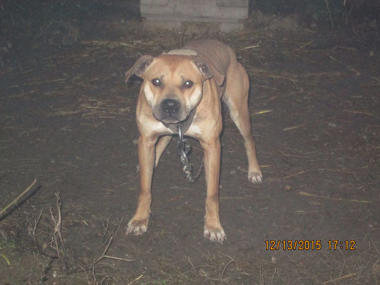 Photo of the dog