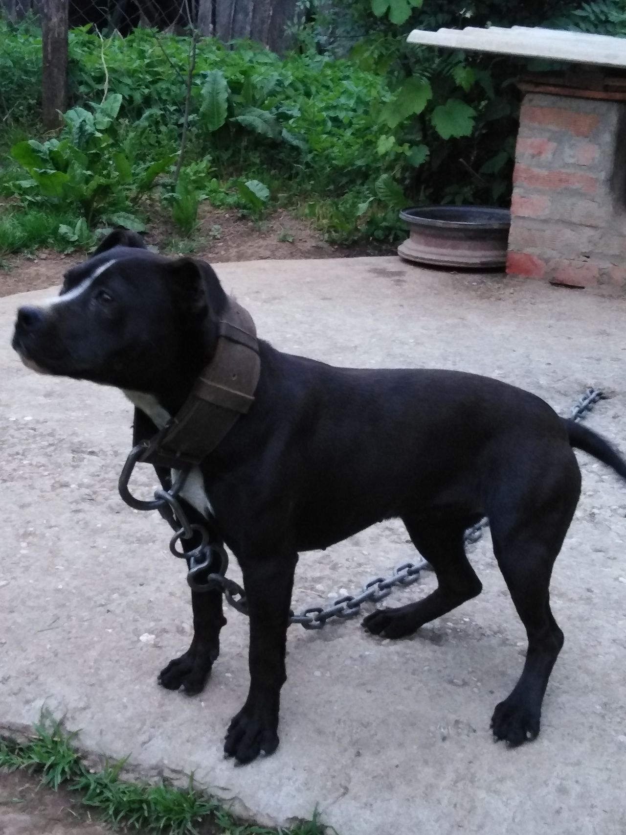 Photo of the dog