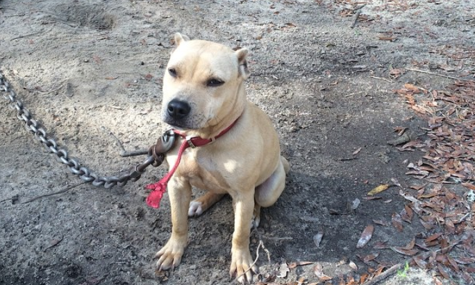 Photo of the dog