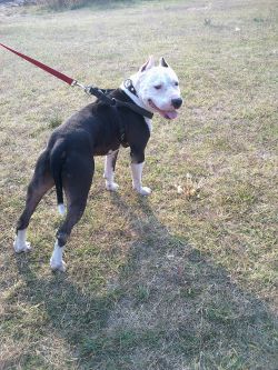 Photo of the dog