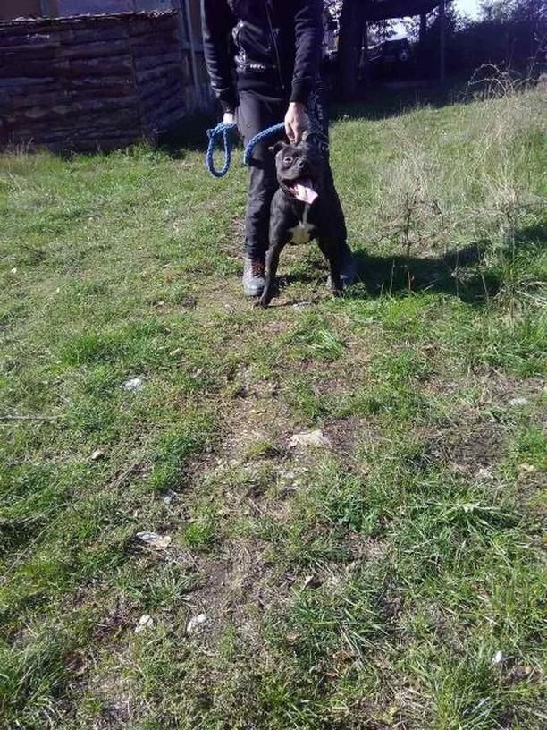 Photo of the dog