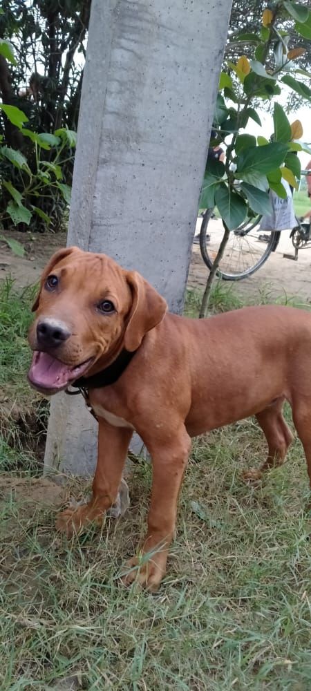 Photo of the dog