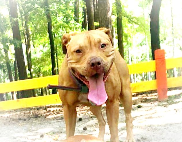Photo of the dog