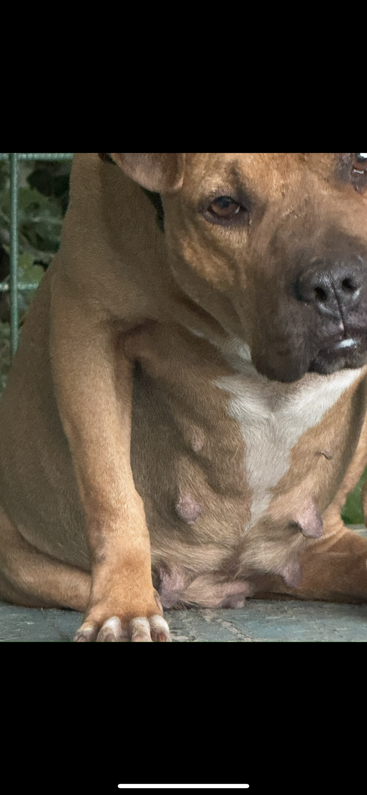 Photo of the dog