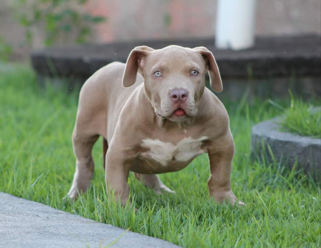 Photo of the dog
