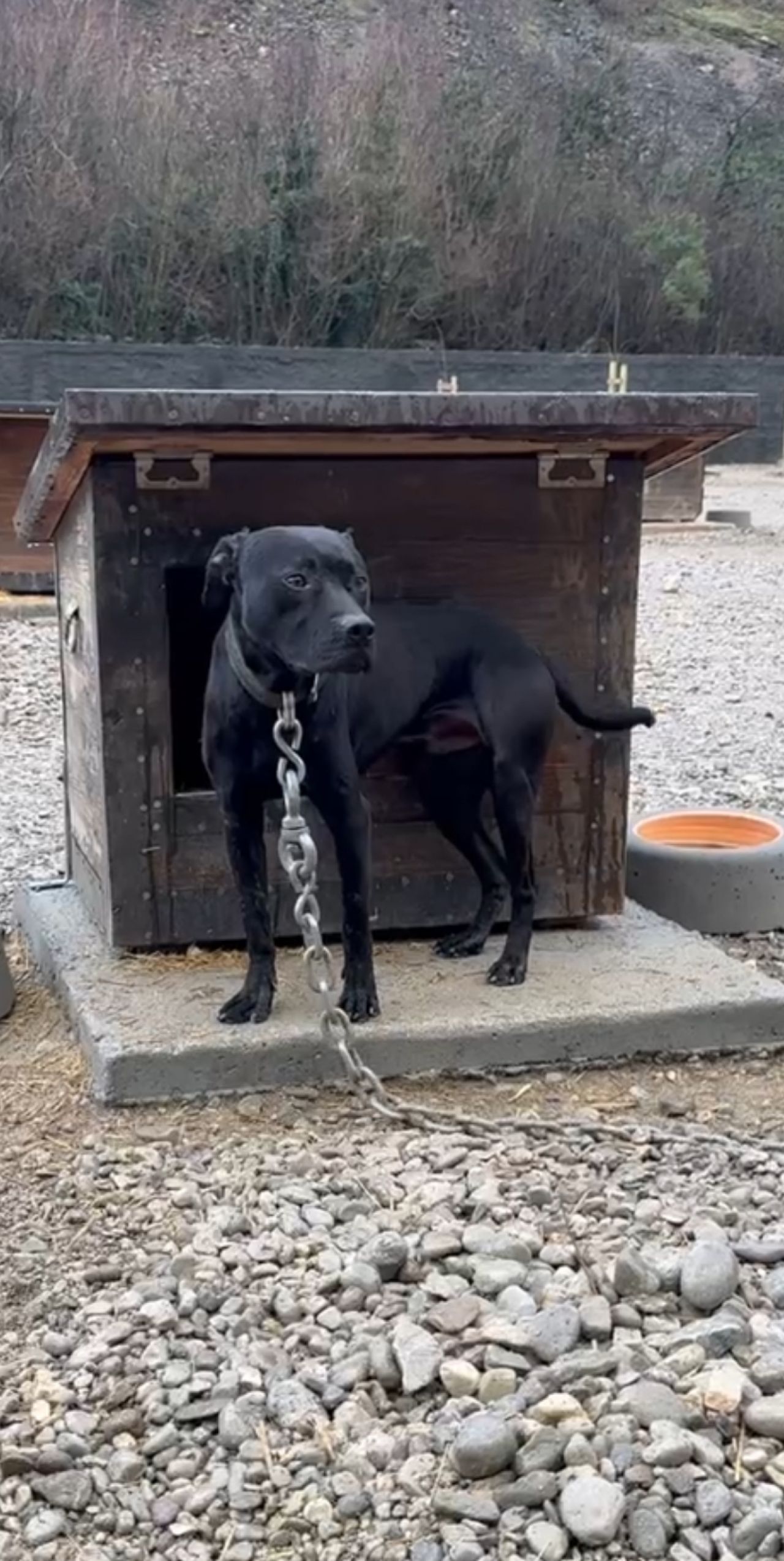 Photo of the dog