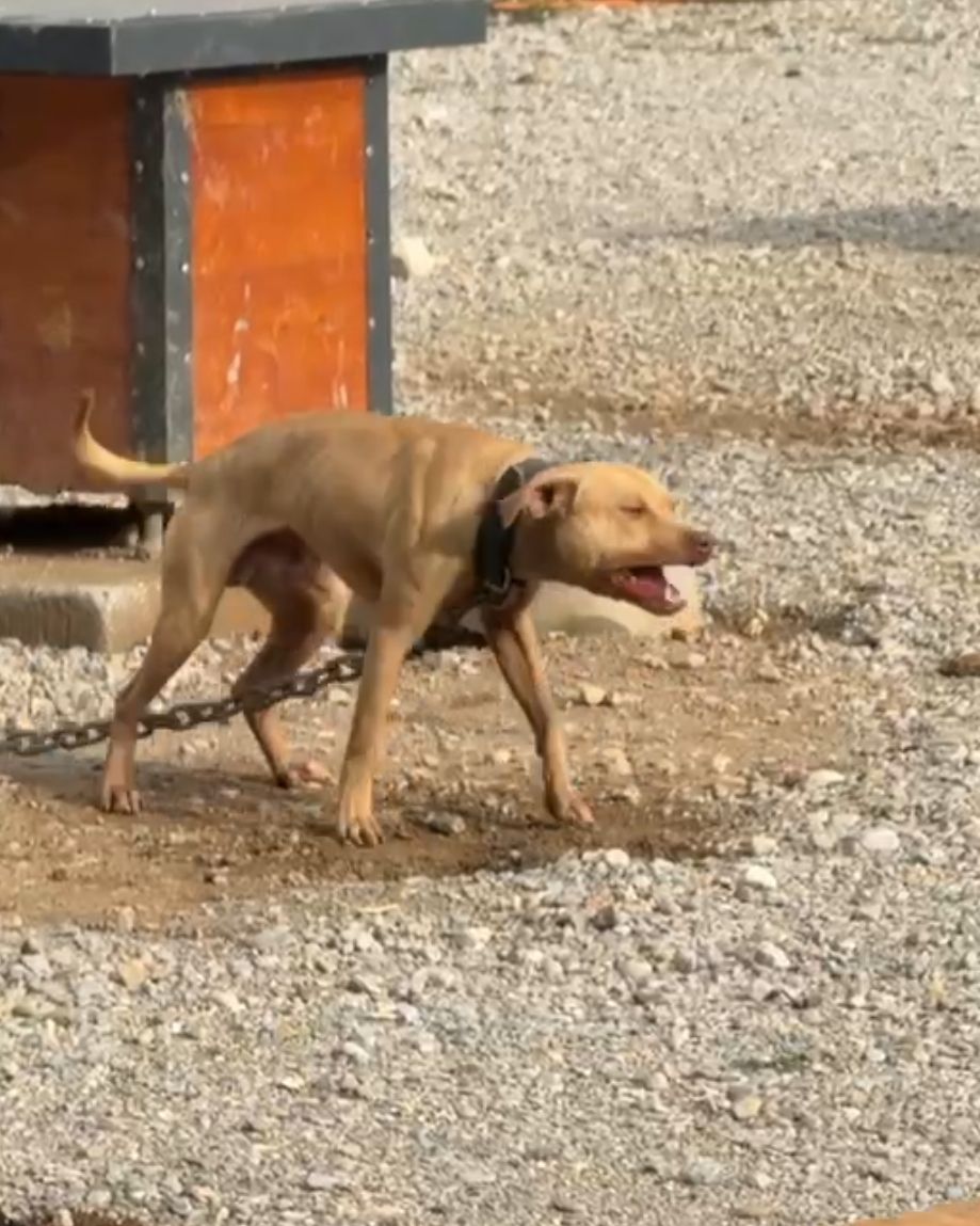 Photo of the dog