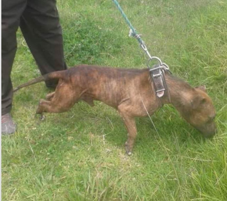 Photo of the dog