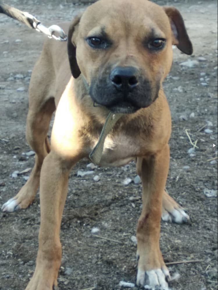 Photo of the dog