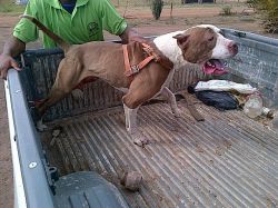 Photo of the dog
