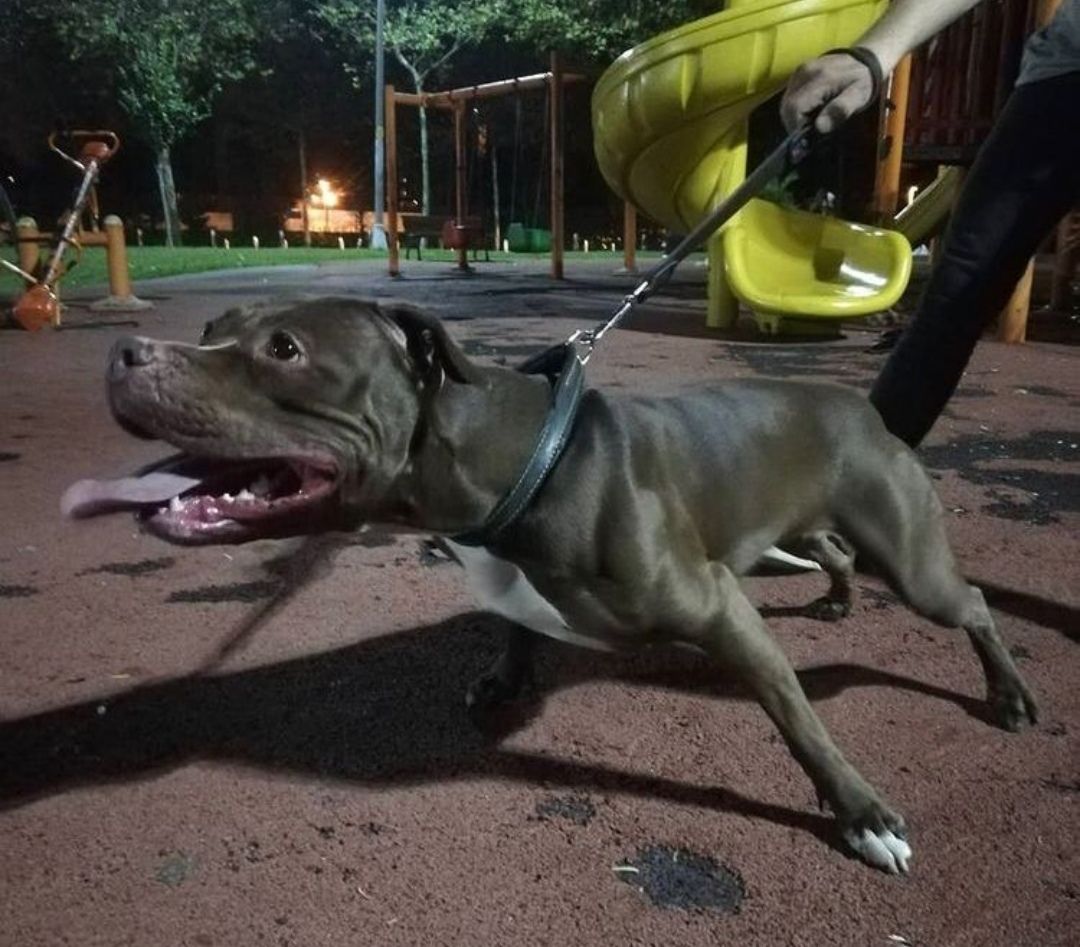 Photo of the dog