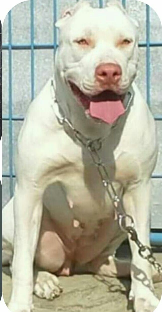 Photo of the dog