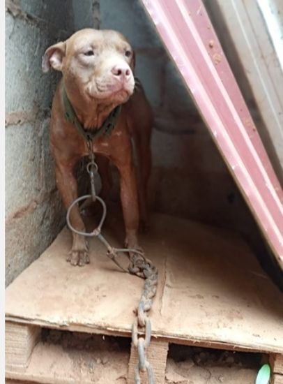 Photo of the dog