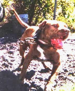 Photo of the dog