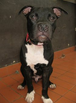 Photo of the dog