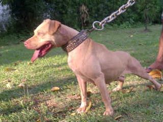 Photo of the dog