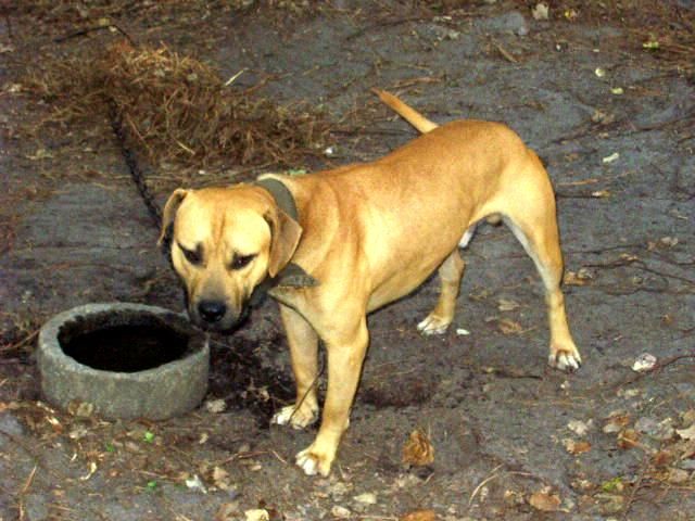 Photo of the dog