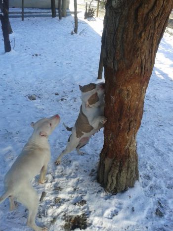 Photo of the dog