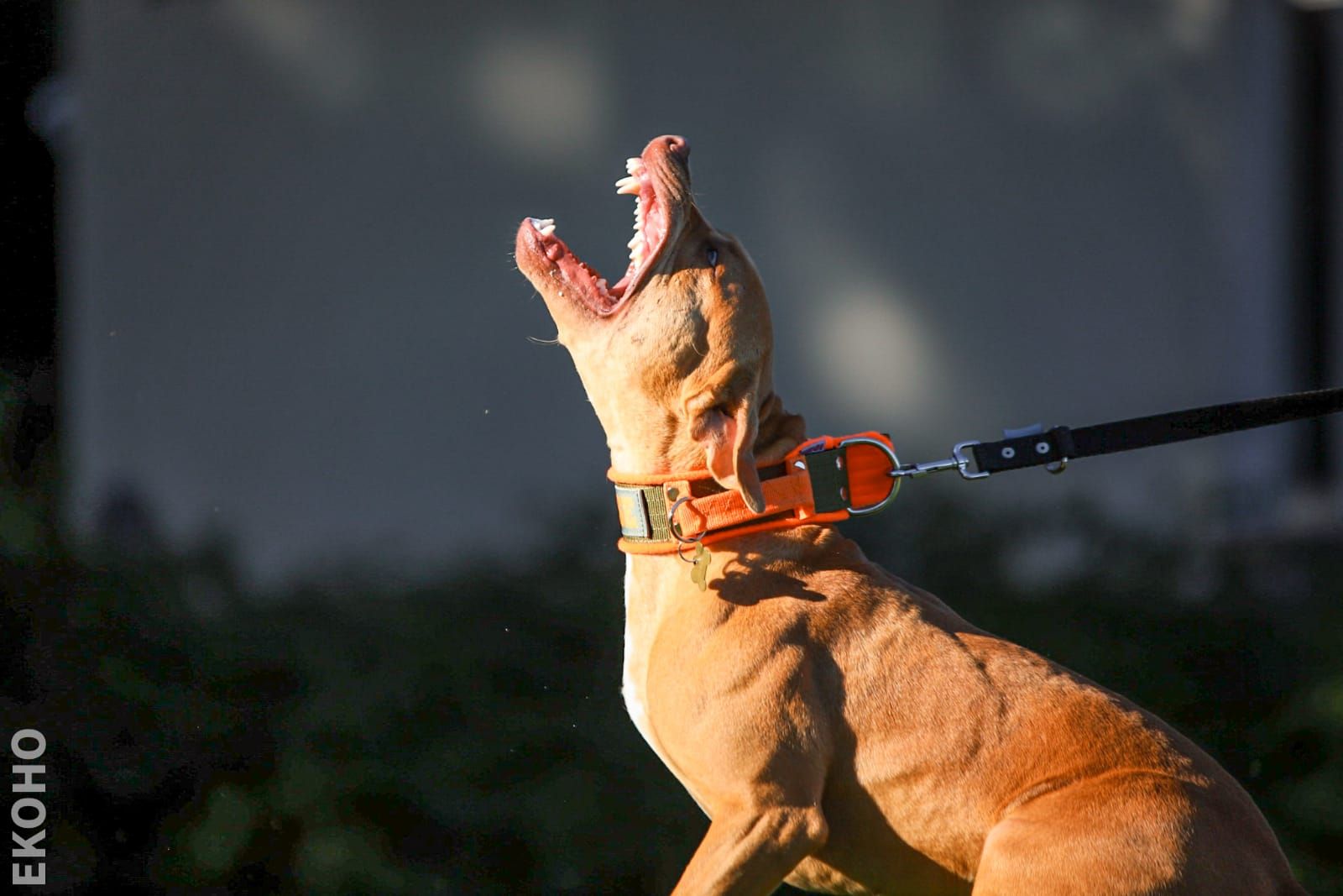 Photo of the dog