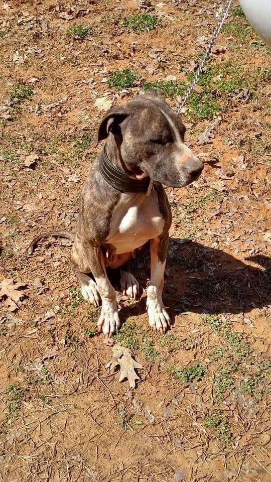 Photo of the dog