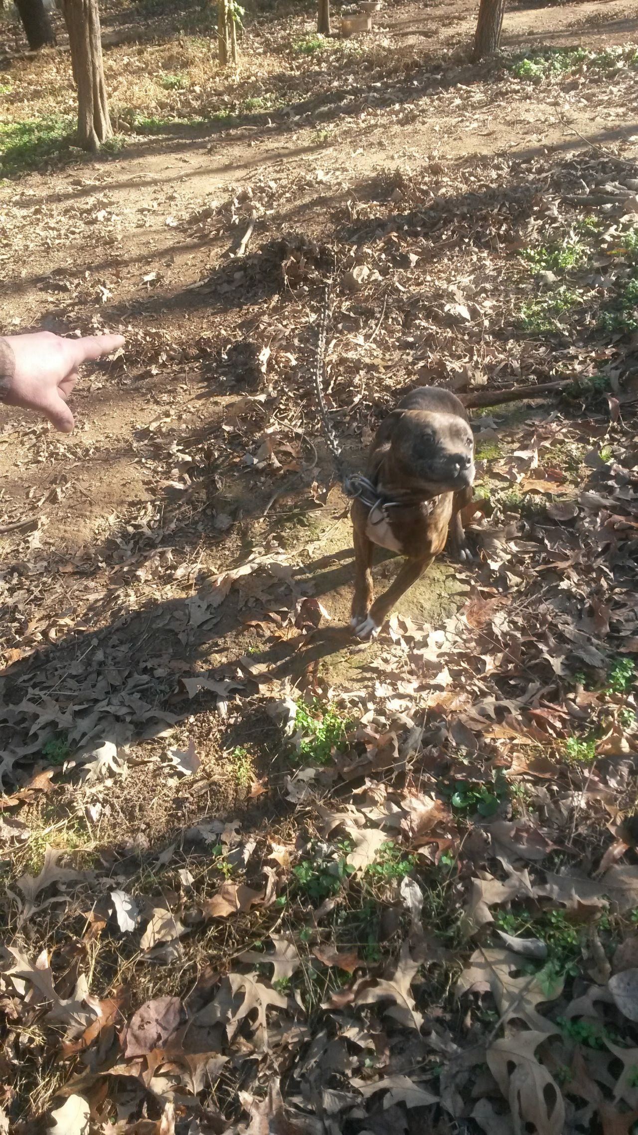 Photo of the dog