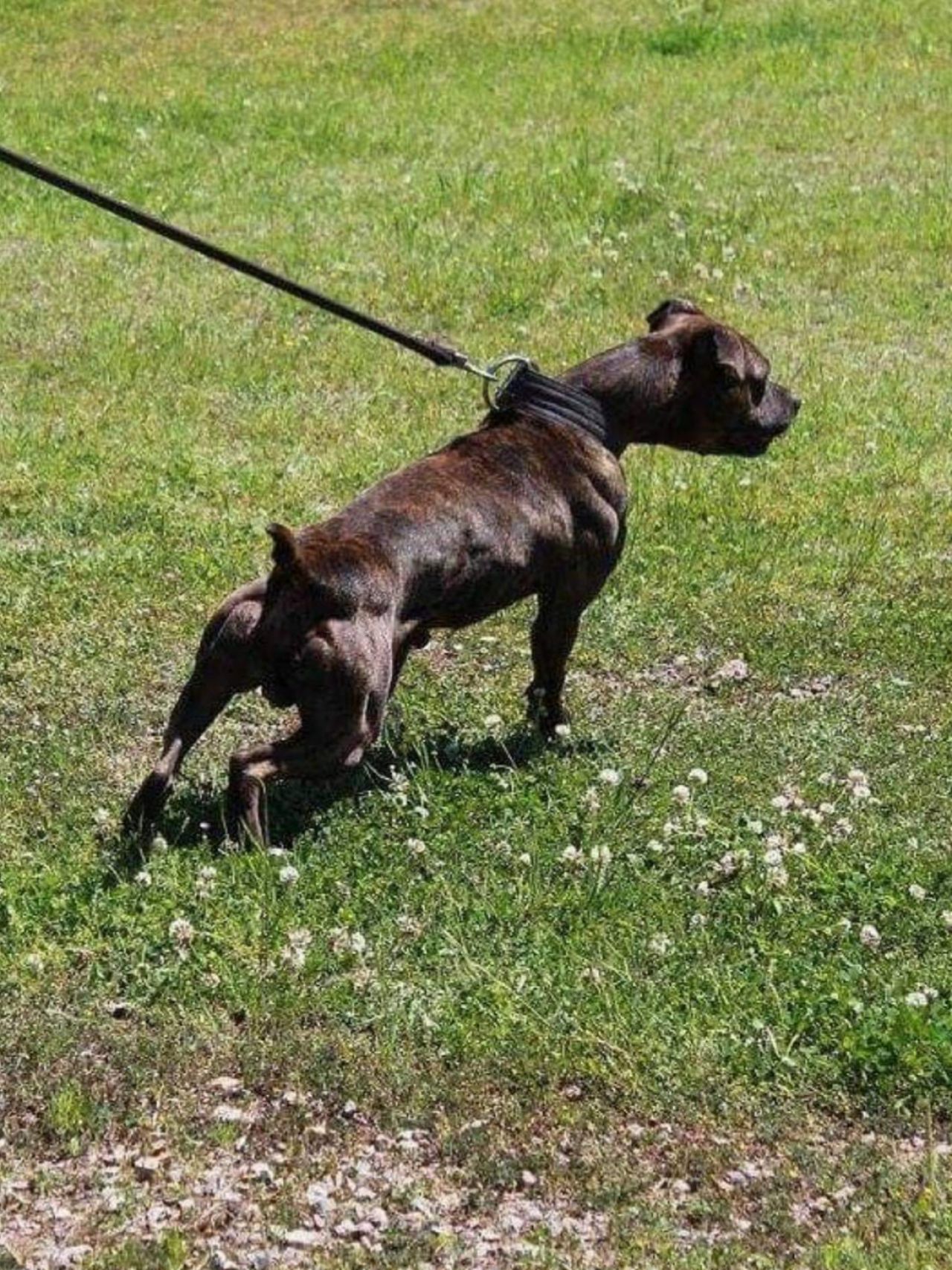 Photo of the dog