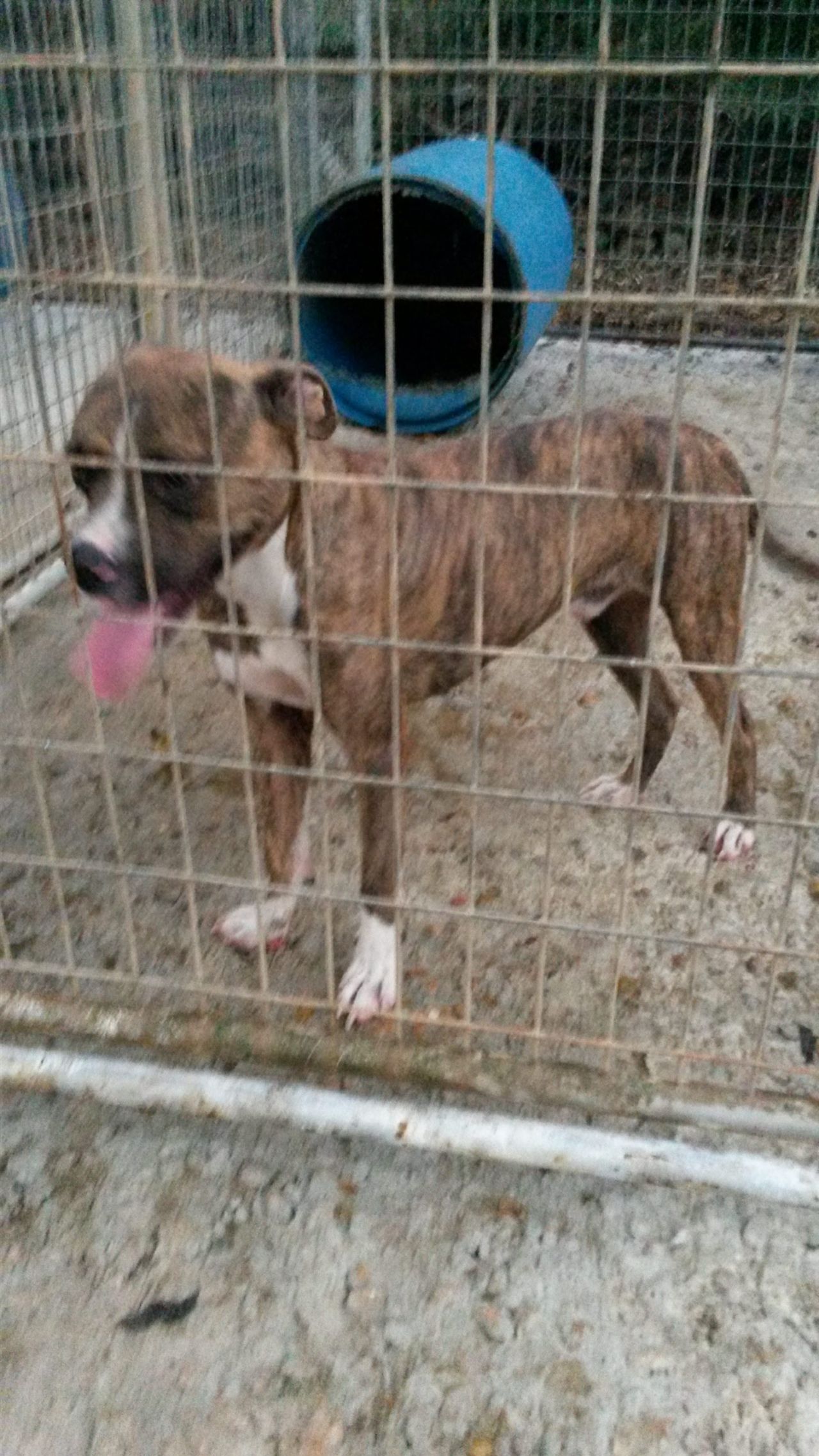 Photo of the dog