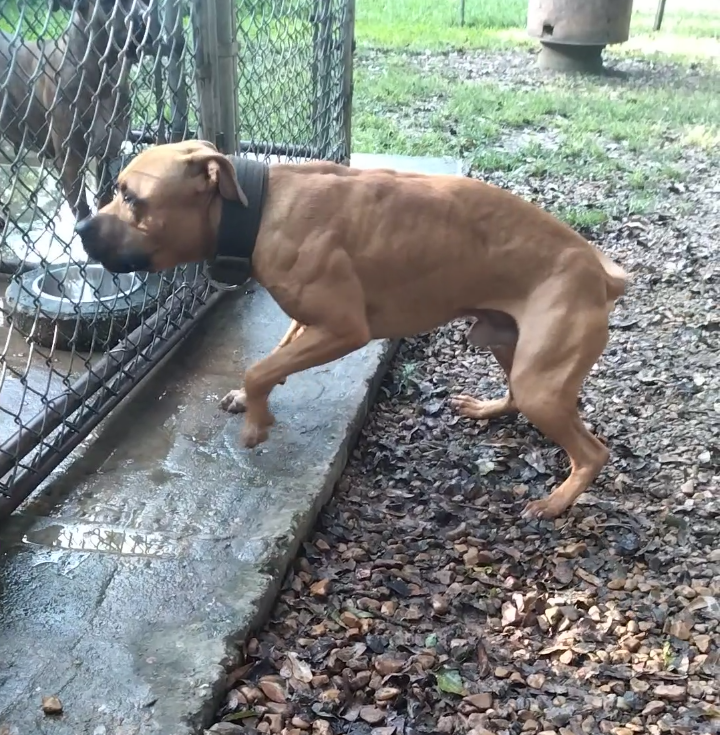 Photo of the dog