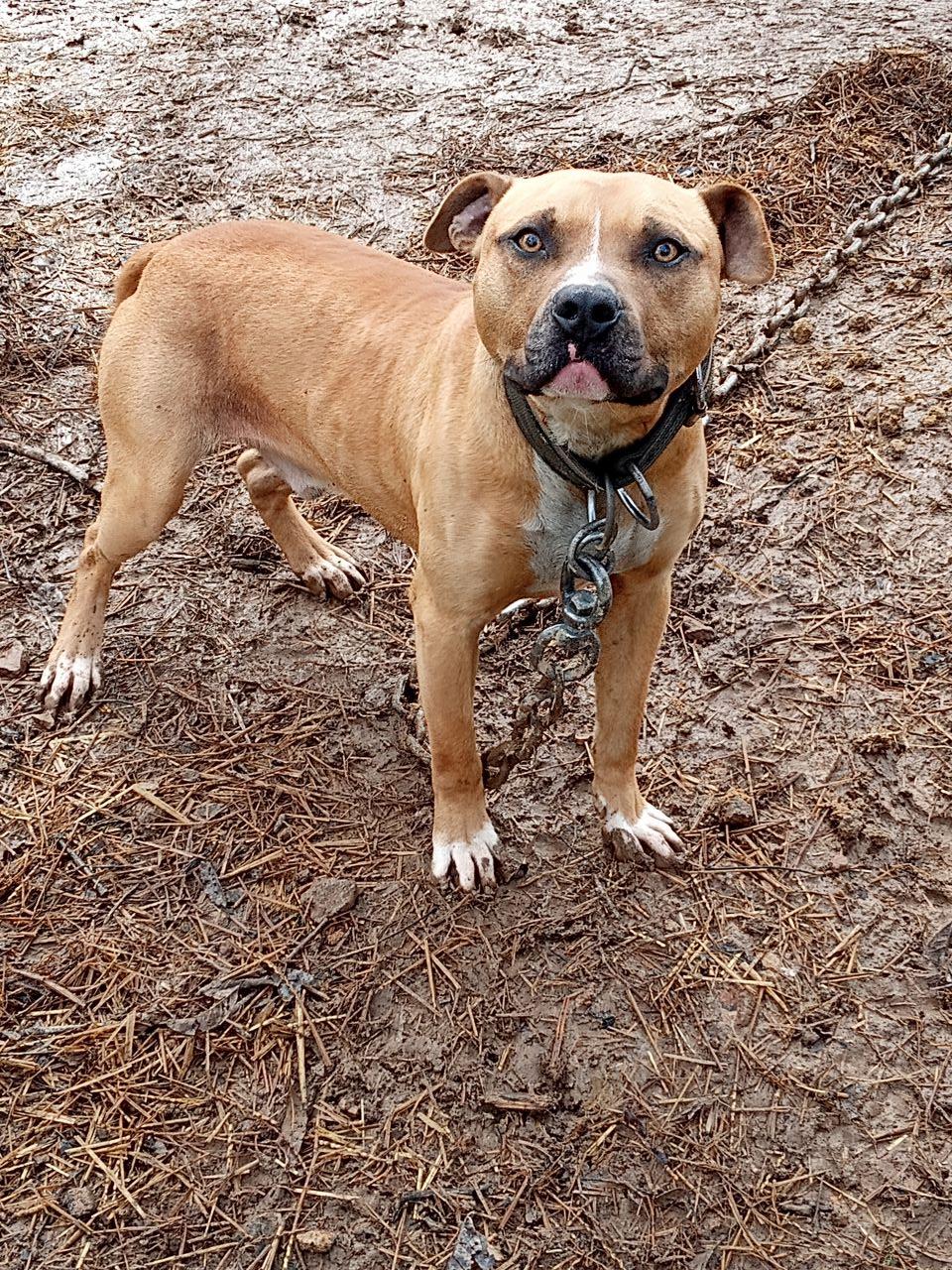 Photo of the dog